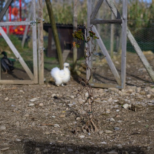 Haselnussstrauch_100