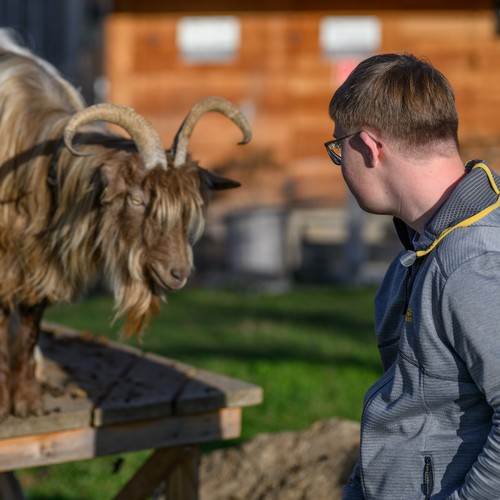 Levin bei den Ziegen